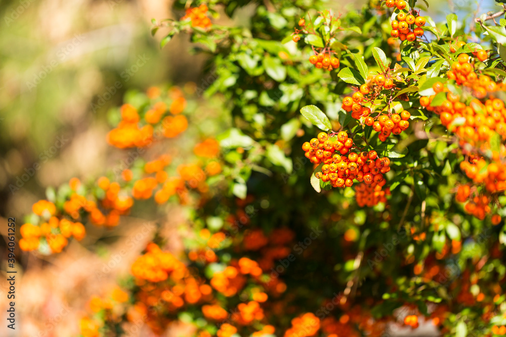 Bush with clusters of orange berries over a green leafy background Bush with clusters of orange berries over a green leafy background