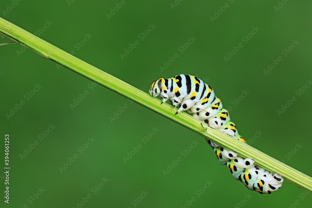 Larvae of the Golden Phoenix butterfly on wild plants, North China Larvae of the Golden Phoenix butterfly on wild plants, North China