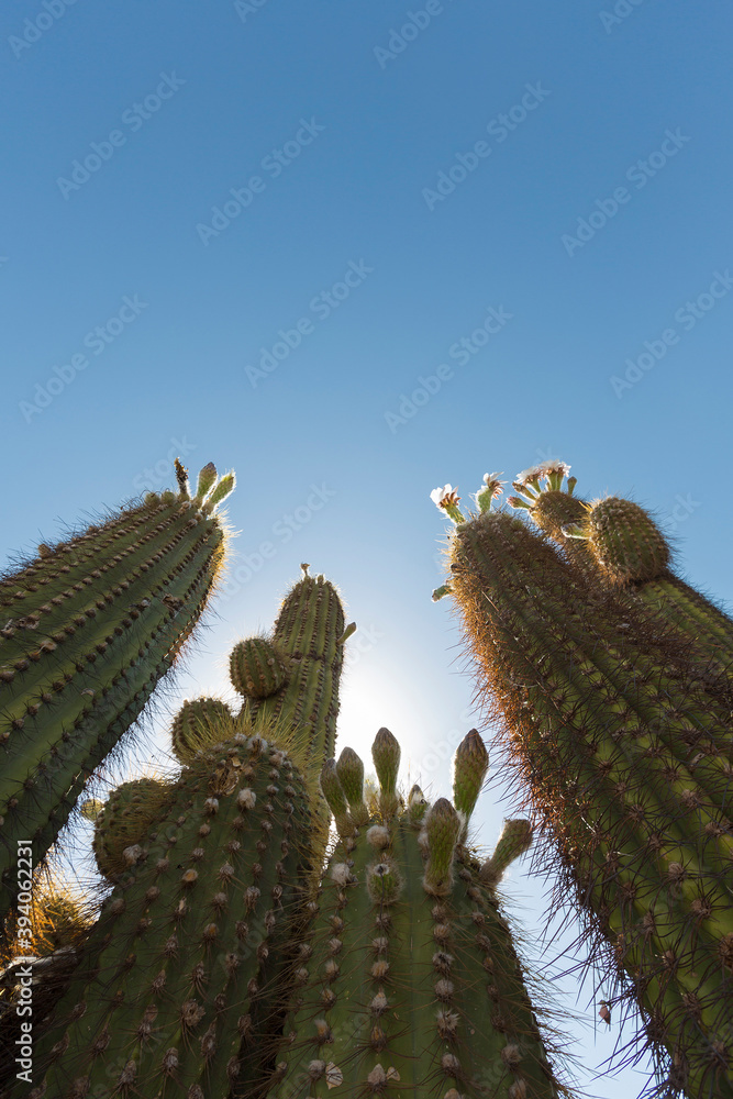 Fototapeta premium Flower and cactus with blue sky in Argentina