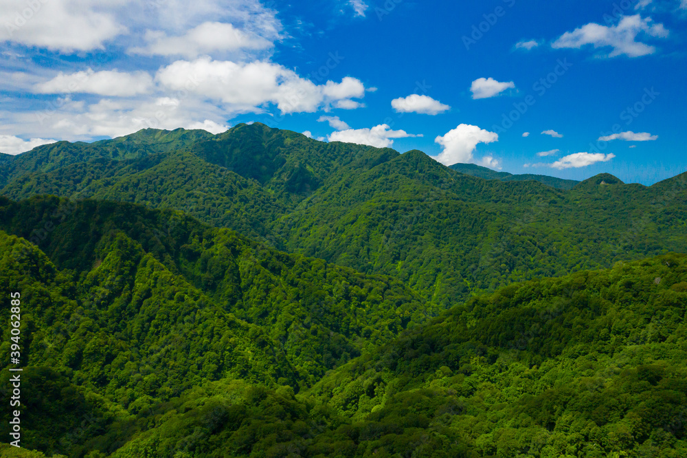 Fototapeta premium 新緑の白神山地 