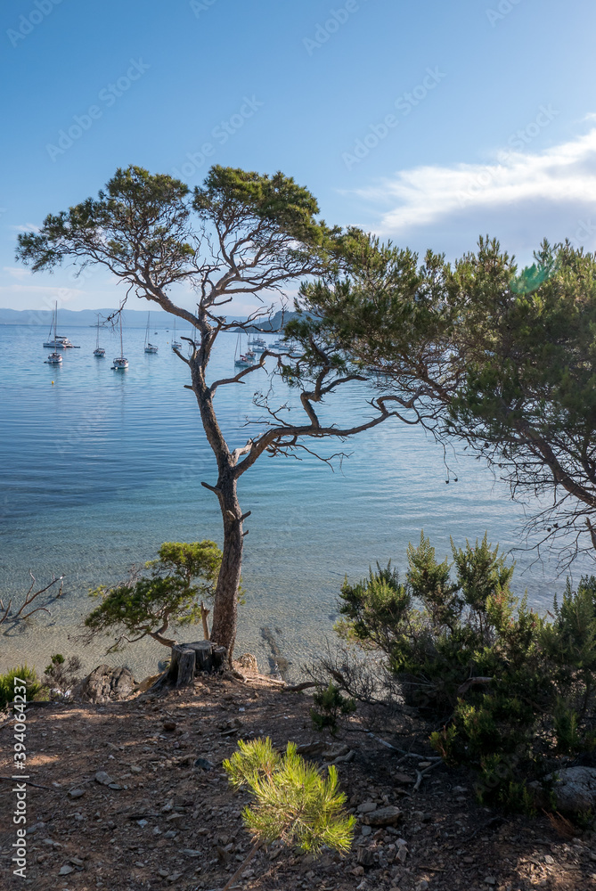 Discovery of the island of Porquerolles in summer. Deserted beaches and pine trees in this landscape of the French Riviera