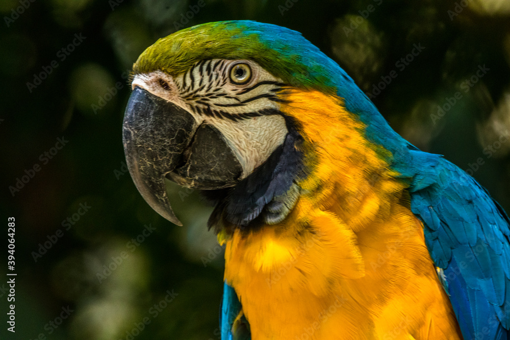 The scarlet macaw bird