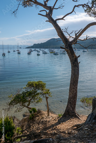 Discovery of the island of Porquerolles in summer. Deserted beaches and pine trees in this landscape of the French Riviera © seb hovaguimian