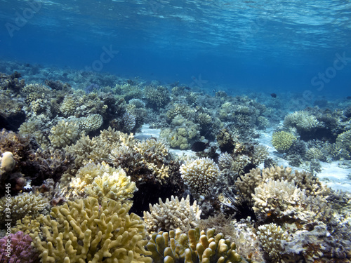 Underwater coral reef background. Red Sea