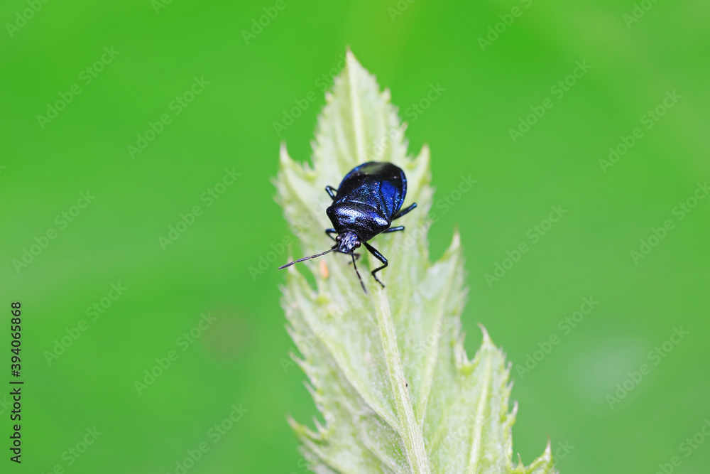 stinkbug on plant leaves in nature, North China Plain stinkbug on plant leaves in nature, North China Plain