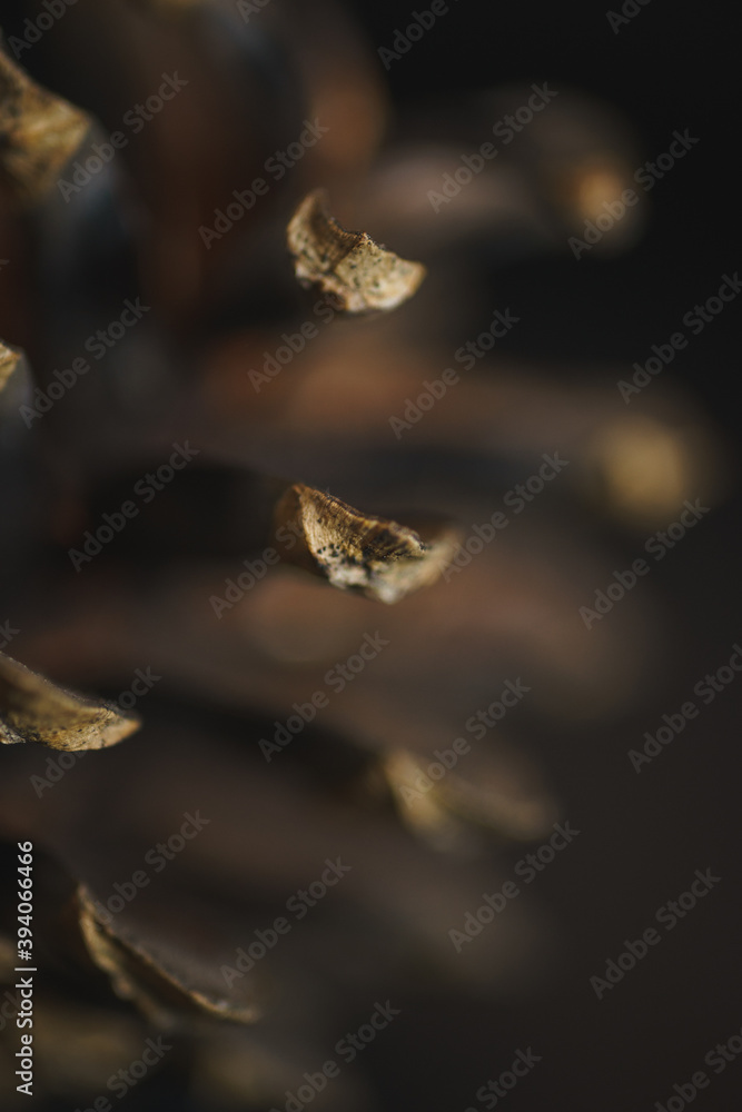 Spruce pine cone on a black background. Minimalism. Spruce pine cone on a black background. Minimalism.