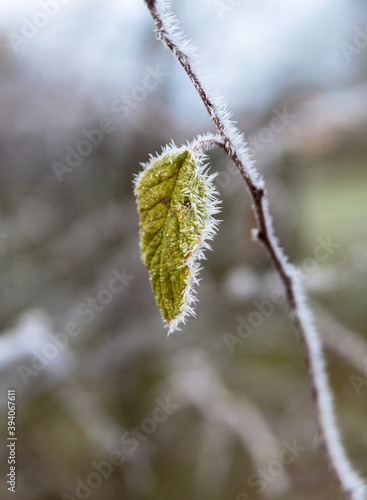 Lonely green leaf on branch is covered with frost in late autumn