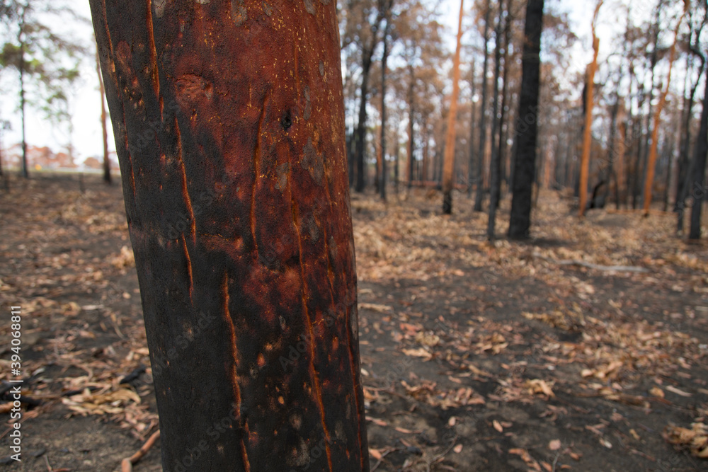 After the bushfire in Blue mountains, Bilpin, Australia.
