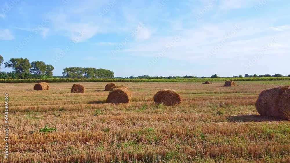 Aero drone flight over wheat field with rick straw bales Aero drone flight over wheat field with rick straw bales