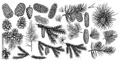 Leinwand Poster Spruce branches, pine, cones sketch set
