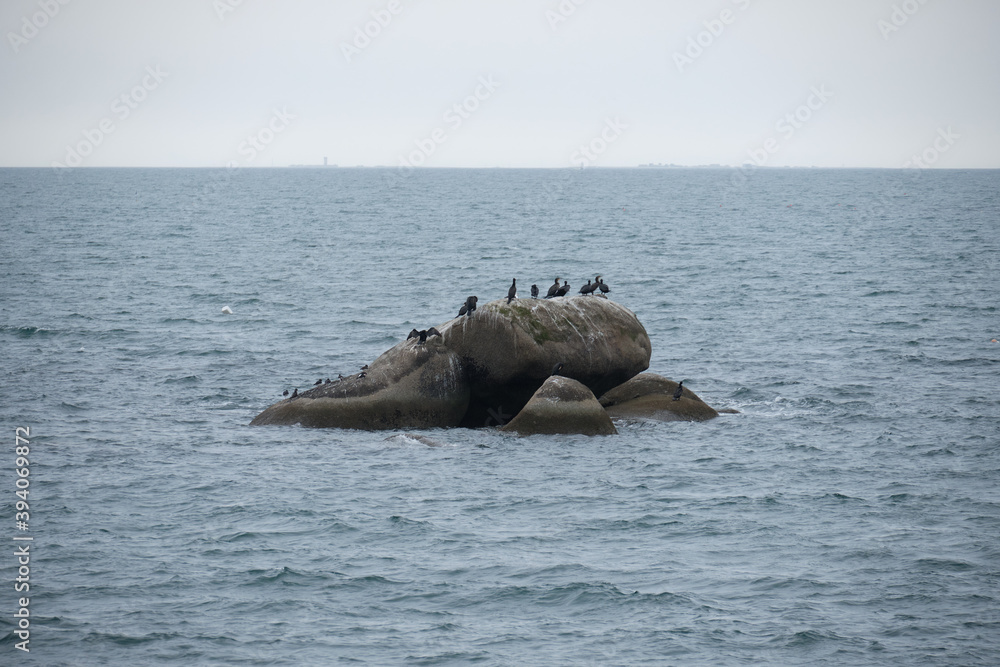 Fototapeta premium Groupe de cormorans sur un rocher .