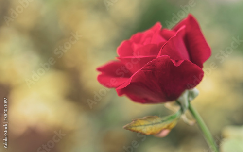 vivid red rose flower closeup in the garden as an out of focus green background with soft sun light