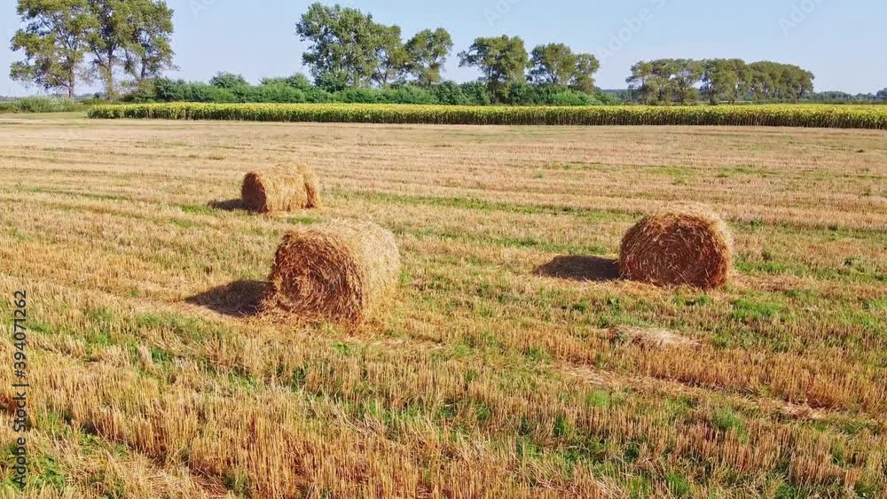 Aero drone flight over wheat field with rick straw bales Aero drone flight over wheat field with rick straw bales