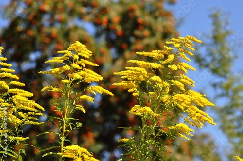 Goldrute im Garten photo