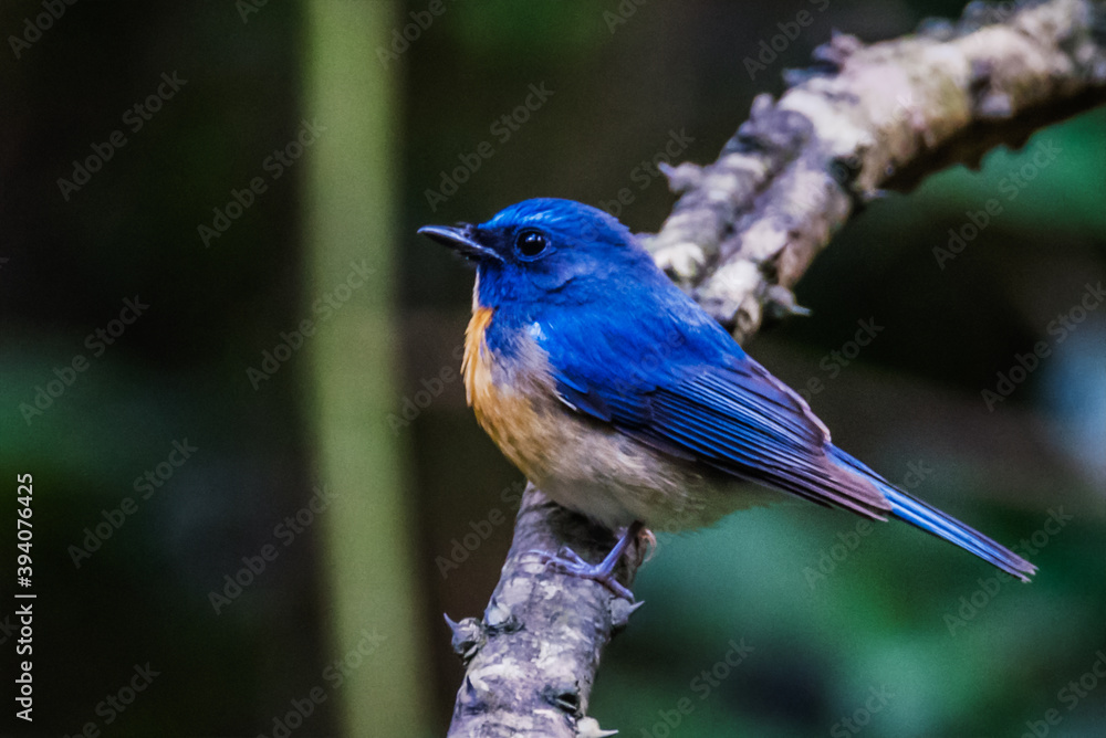 The Male of Tickell's blue flycatcher (Cyornis tickelliae) beautiful blue bird The Male of Tickell's blue flycatcher (Cyornis tickelliae) beautiful blue bird