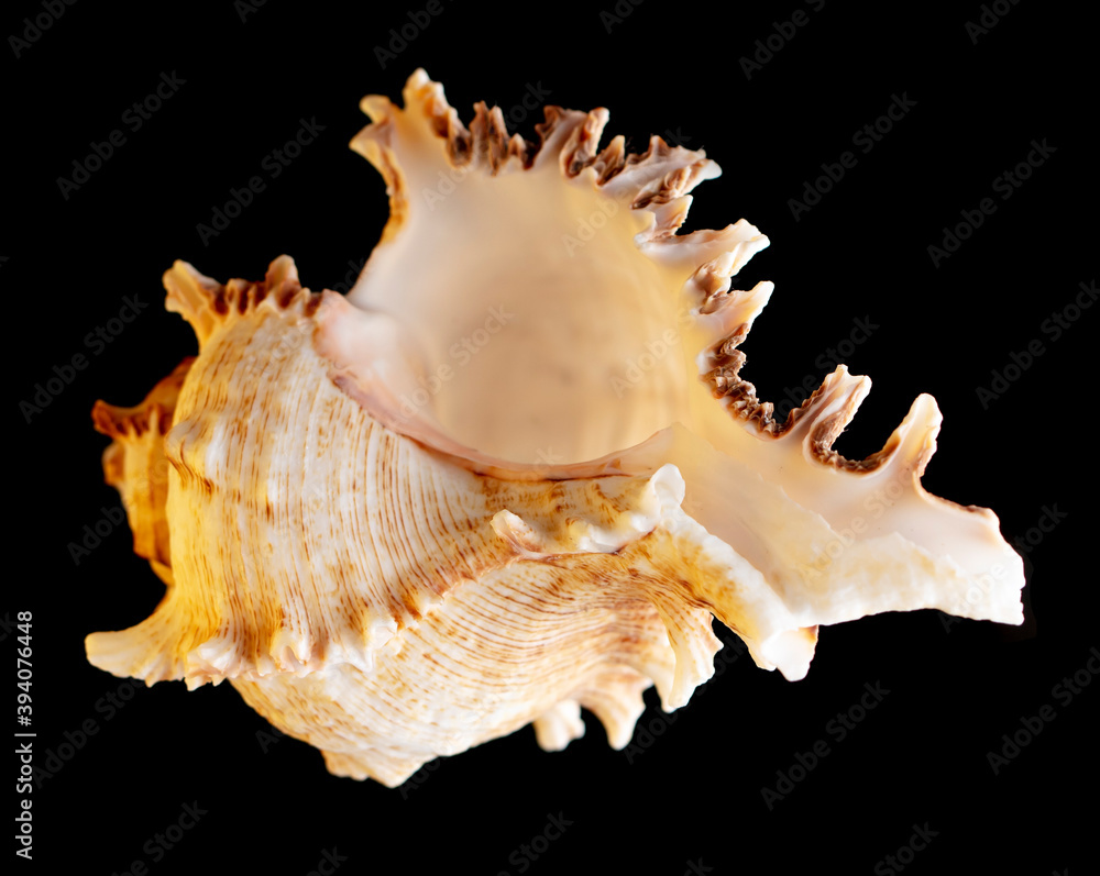Seashell isolated on black background. Subject Seashell isolated on black background. Subject