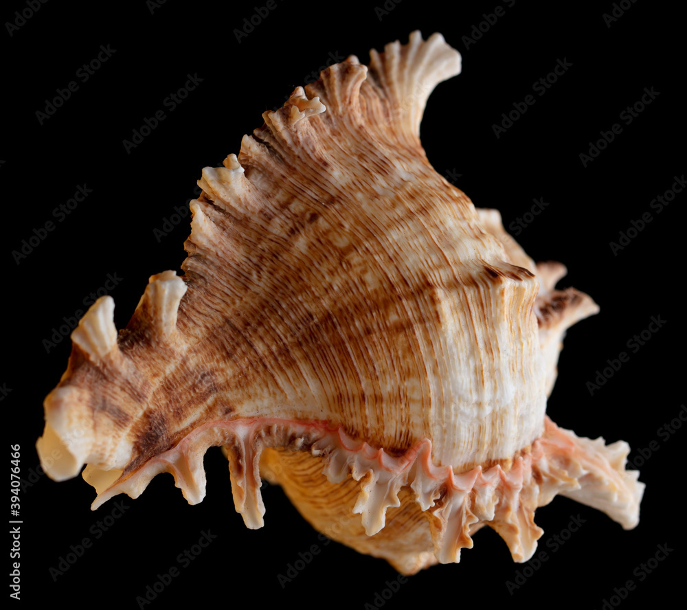 Seashell isolated on black background. Subject Seashell isolated on black background. Subject