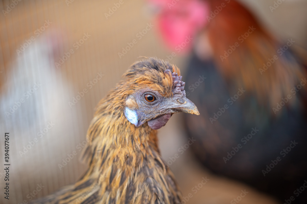 Close up portrait of hen