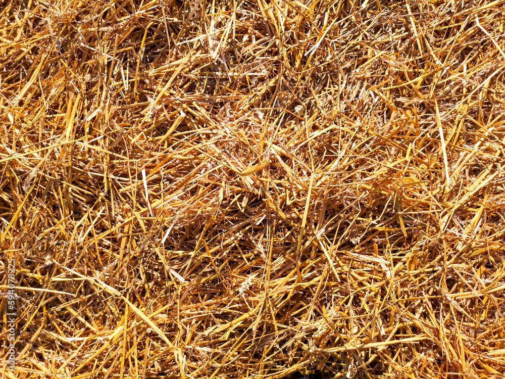 Dry hay closeup as abstract background.
