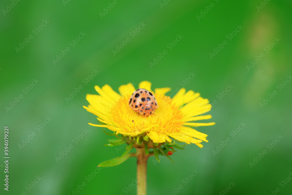 Ladybirds live on weeds in the North China Plain Ladybirds live on weeds in the North China Plain
