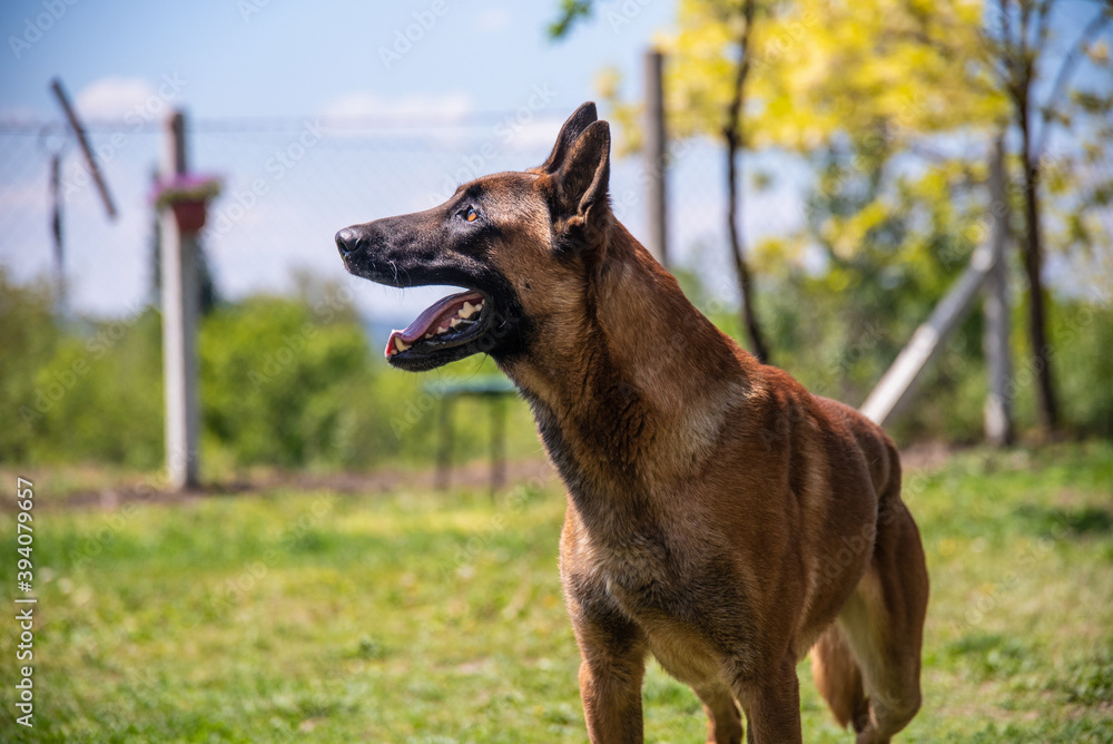 Beautiful police Belgian Malinois dog on practice and training posing for photo Beautiful police Belgian Malinois dog on practice and training posing for photo