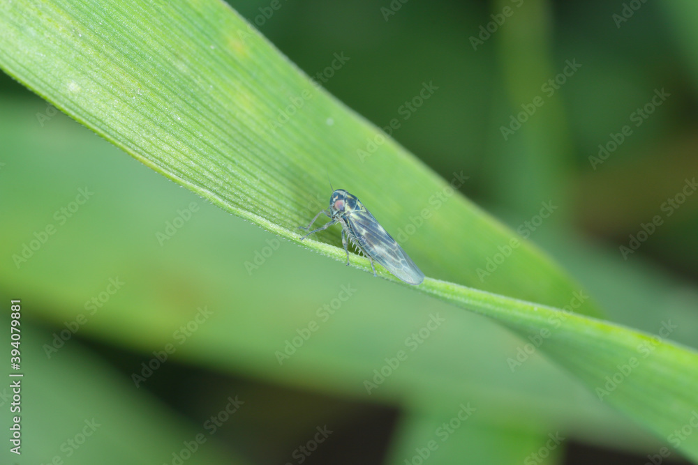 Leafhopper Macrosteles laevis on winter cereals. A dark color form that appears on cereals in autumn. Leafhopper Macrosteles laevis on winter cereals. A dark color form that appears on cereals in autumn.