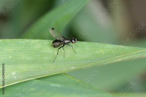 Fly of the family Opomyzidae. Are phytophagous insects. In the photo, flies on cereals.