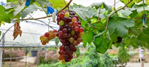 bunch of grapes