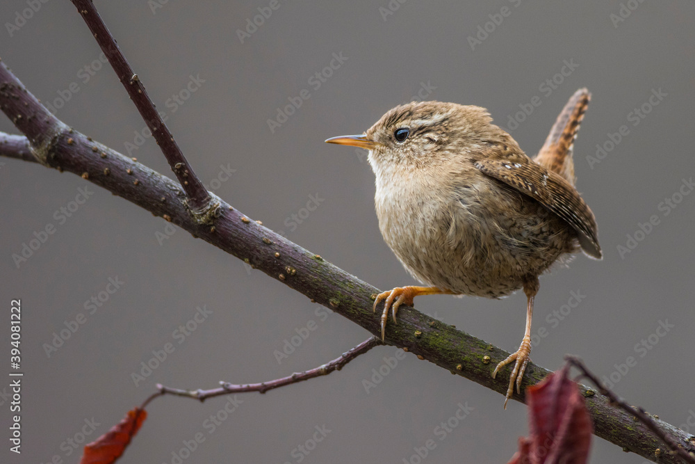 Zaunkönig (Troglodytes troglodytes) Zaunkönig (Troglodytes troglodytes)