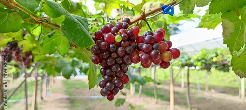 red grapes in a vineyard