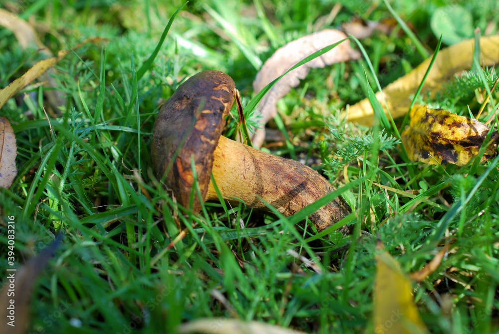 Obraz premium Champignons sauvages à la lisière d'un bois