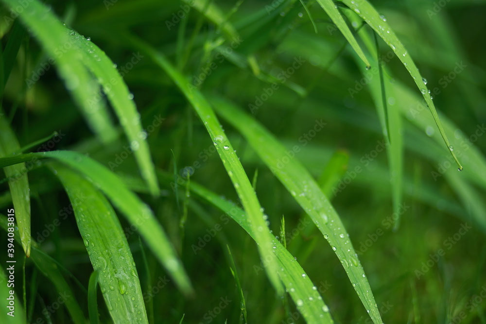 Obraz premium Meadow grass and weeds, dew and raindrops sparkling in the sun. Close-up, blurred background