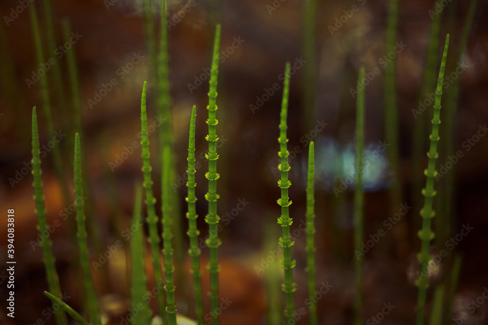 Horsetail plant, non-blooming. Closeup, blurred background.
