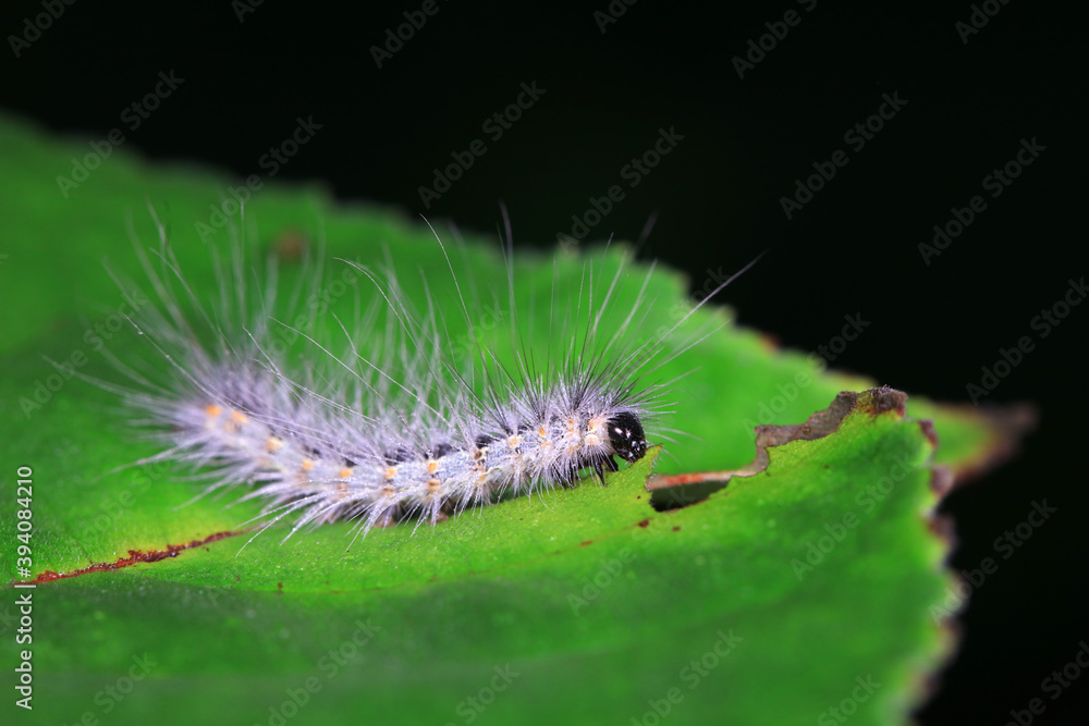 The larvae of moths are covered with bristles and look terrible The larvae of moths are covered with bristles and look terrible