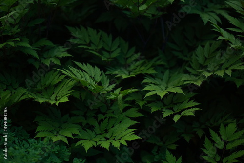 Close-up of bushes  dark green foliage. 