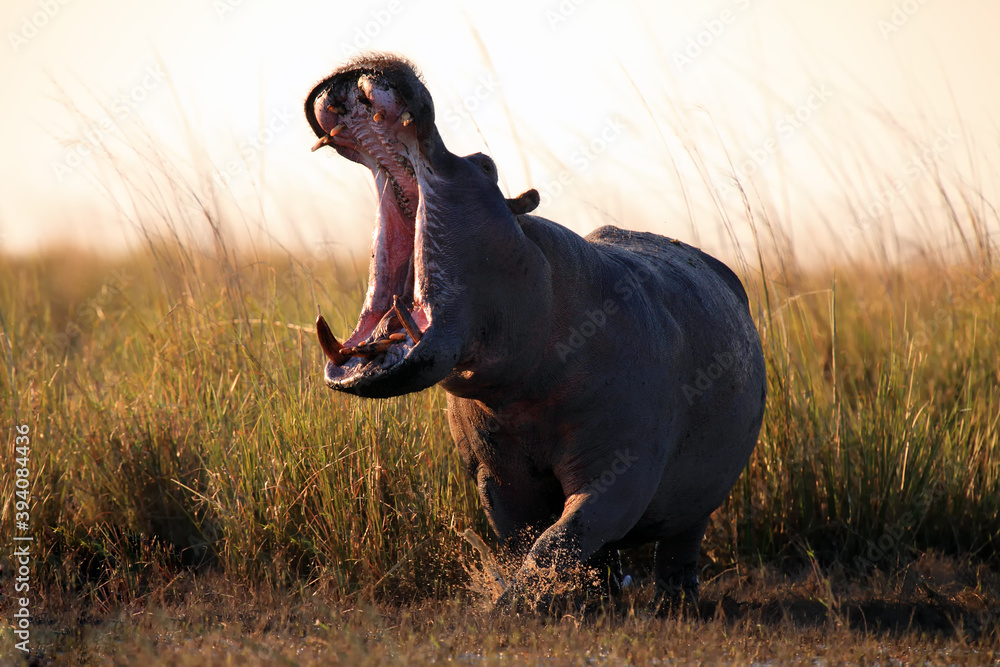 The common hippopotamus (Hippopotamus amphibius) or hippo at sunset with open jaws. The mighty hippo threatens everyone around him with an open mouth. - obrazy, fototapety, plakaty 
