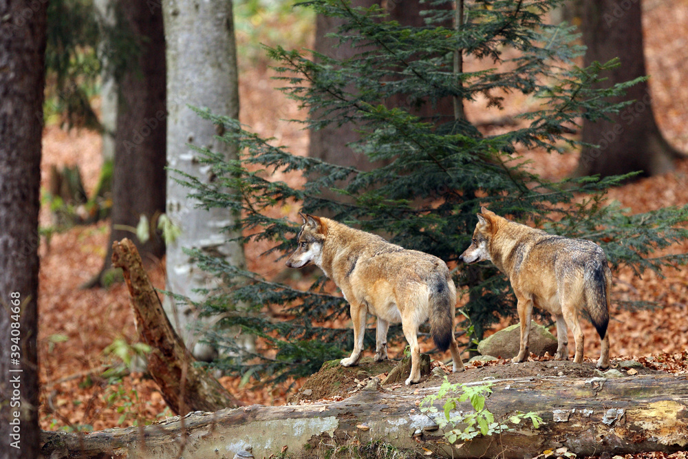 The grey wolf or gray wolf (Canis lupus) two individuals in the forest. A pair of wolves in the autumn forest stand on a flat stone.