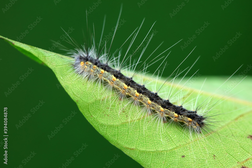 The larvae of moths are covered with bristles and look terrible The larvae of moths are covered with bristles and look terrible
