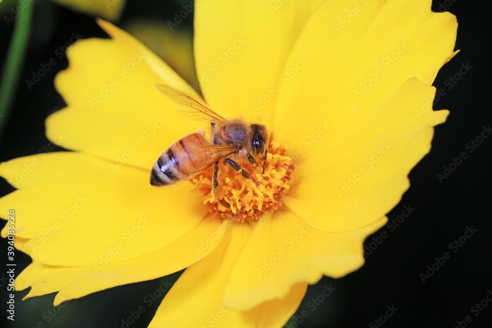 Bees gathering nectar, North China Bees gathering nectar, North China