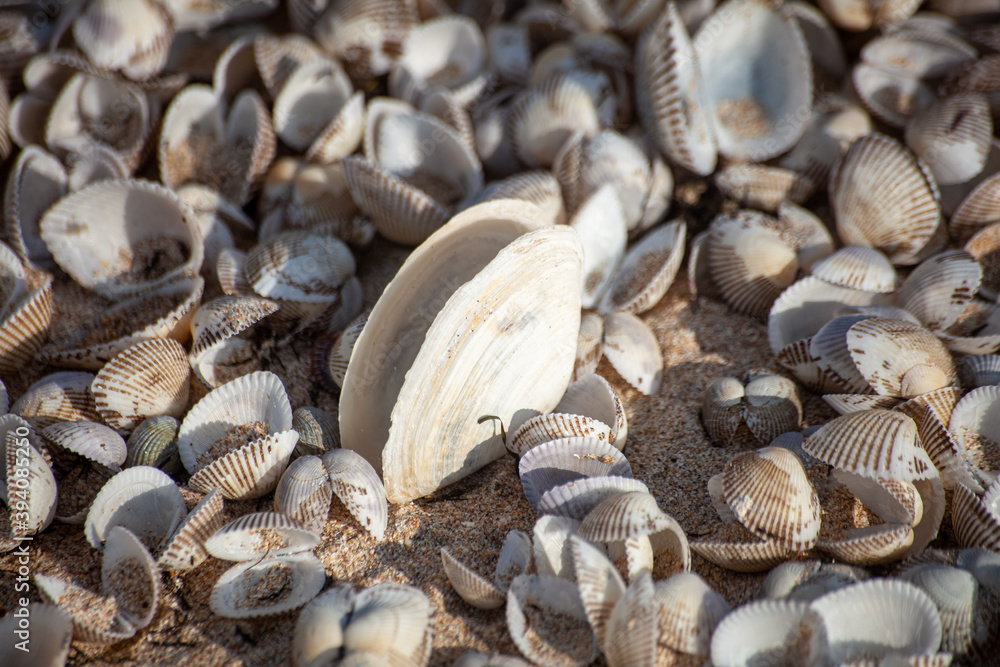 seashells on the beach sand