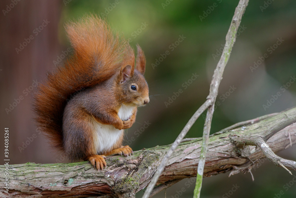 Eichhörnchen (Sciurus vulgaris) Eichhörnchen (Sciurus vulgaris)