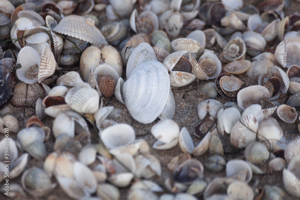 close up of seashells on the beach close up of seashells on the beach
