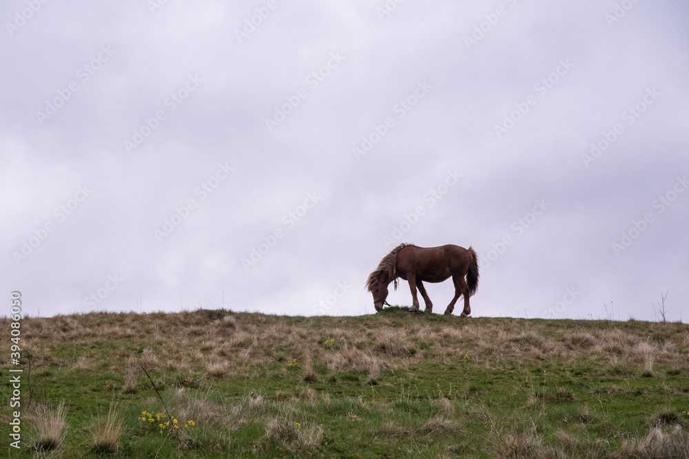 Beautiful wild horse in a meadow fields on a countryside mountain grazing grass Beautiful wild horse in a meadow fields on a countryside mountain grazing grass