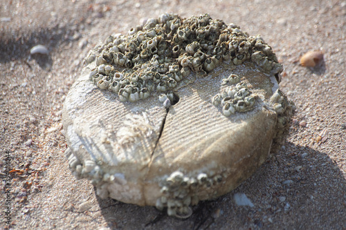 shell on the beach sheep island treasure