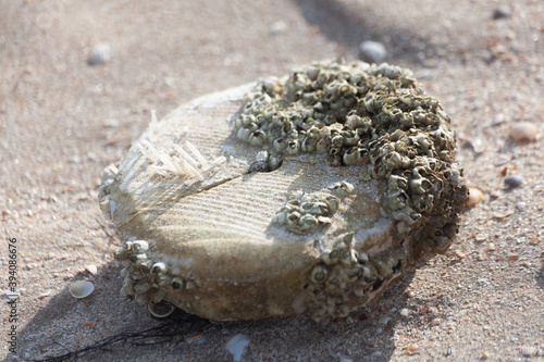 shell on the beach sheep island treasure