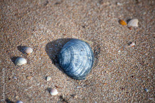 shell on the sand