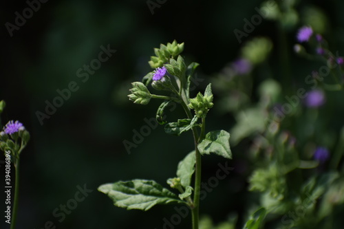Lilac Tasselflower or Emilia Sonchifolia Flower and Plant also known as one of the Flowers in Dasa Pushapam in India