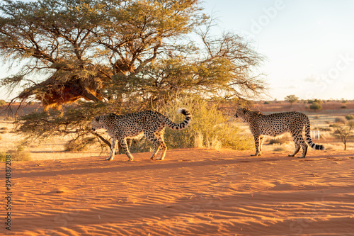 Canvas Print Two cheetah (Acinonyx jubatus) walking by, Kalahari desert, Namibia