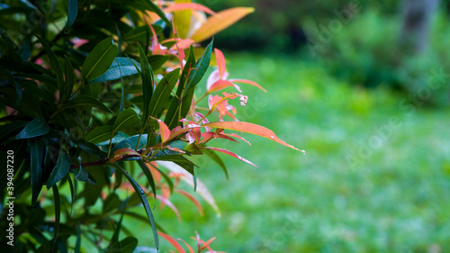 The Pucuk Merah (Red shoots) leaves or Syzygium oleana thrives. Close-up shots against the blurred grass yard background. photo