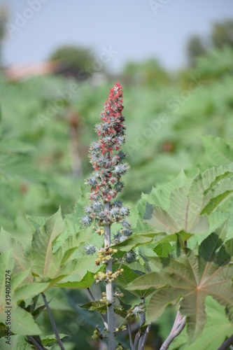 The Castor Bean plant is native to Africa and Asia, but this species is now found across the globe in tropical and sub tropical areas. It belongs to the Spurge family.